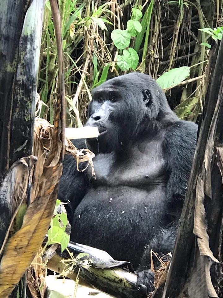 Sanctuary Gorilla Forest Camp